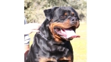 Rottweiler.  Ch. Jerry Lee Van Gorgar.