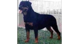 Rottweiler.  Ch. Trufa De Breogan. Rottweiler.  Ch. Trufa De Breogan.