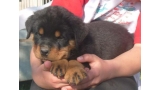 Rottweiler. Camada A.