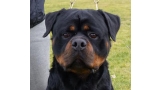 Rottweiler.  Ch. Rolf Darel.