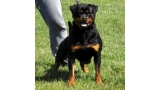 Rottweiler. Riana Vom Hause Pista.