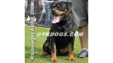 Rottweiler.  Ch. Carlo Von Hause Haase. Rottweiler.  Ch. Carlo Von Hause Haase.