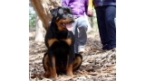Rottweiler. Camada C. Civa y Cindy de Breogan. Rottweiler. Camada C. Civa y Cindy de Breogan.