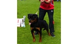 Rottweiler.  Ch. Balco De Breogan. Rottweiler.  Ch. Balco De Breogan.