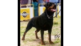Rottweiler.  Ch. Ringo De Breogan. Rottweiler.  Ch. Ringo De Breogan.