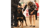 Rottweiler.  Ch. Kondo De Breogan. Rottweiler.  Ch. Kondo De Breogan.