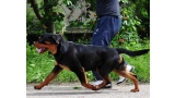 Rottweiler.  Ch. Oki Vom Haus Drazic con 9 meses.