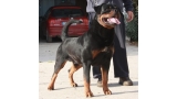 Rottweiler. Marco de Breogan.