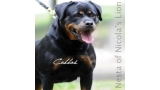 Rottweiler. Ch. Nesta Of Nicola s Lion. Rottweiler. Ch. Nesta Of Nicola s Lion.