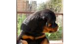 Rottweiler. Gery De Breogan con 3 5 meses.