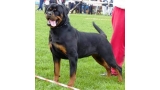 Rottweiler.  Ch. Iva Of Nicola´s Lion. Rottweiler.  Ch. Iva Of Nicola´s Lion.