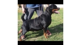 Rottweiler.  Ch. Fanta Of Nicola´s Lion.