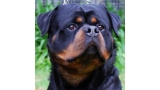 Rottweiler.  Ch. Rolf Darel.