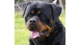 Rottweiler.  Ch. Rolf Darel.