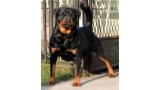 Rottweiler.  Ch. Princess Brcko Star. Rottweiler.  Ch. Princess Brcko Star.