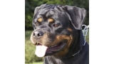Rottweiler.  Ch. DIXI MIRACLE ROTT.
