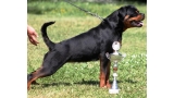 Rottweiler.  Ch. Shery Brko Star.