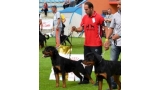 Rottweiler.  Ch. Balco De Breogan. Rottweiler.  Ch. Balco De Breogan.
