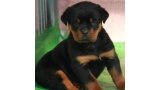 Rottweiler. Camada H.