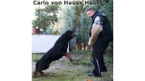 Rottweiler.  Ch. Carlo Von Hause Haase.