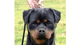 Rottweiler.  Ch. Beely Zara Cro Rott. Rottweiler.  Ch. Beely Zara Cro Rott.