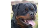 Rottweiler.