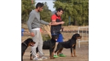 Rottweiler. Lua De Breogan con 8 meses.