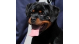 Rottweiler. Galo De Breogan.
