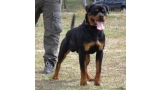 Rottweiler. ZEUS IV DE BREOGAN.