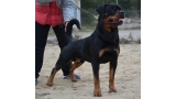 Rottweiler. COOPER DEL CALVIJAR.