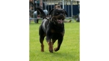 Rottweiler. GERO KING OF THE EAST.