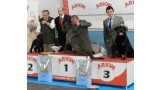 Rottweiler.  Ch. Jerry Lee Van Gorgar.