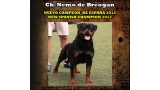 Rottweiler. Ch. Nemo de Breogan. Rottweiler. Ch. Nemo de Breogan.