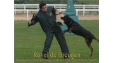 Rottweiler.  Ch. Ravel de Breogan.