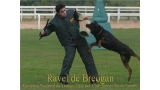 Rottweiler.  Ch. Ravel de Breogan. Rottweiler.  Ch. Ravel de Breogan.