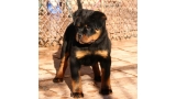 Rottweiler. Golda De Breogan.