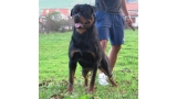 Rottweiler. Ch. Xahiko de Breogan.