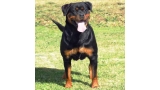 Rottweiler.  Ch. Xevia De Breogan.