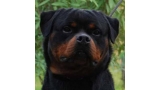 Rottweiler.  Ch. Nemo De Breogan.