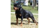 Rottweiler. Osogris De Rottboers.