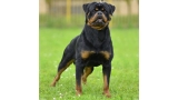 Rottweiler.  Ch. Falco Von Haus Drazic.