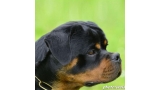 Rottweiler.  Ch. Falco Von Haus Drazic.