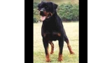 Rottweiler.  Ch. Carlo De Breogan. Rottweiler.  Ch. Carlo De Breogan.