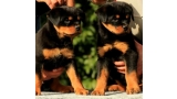 Rottweiler. Puppies Of Royal Musketiers Kennel.