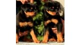 Rottweiler. Puppies Of Royal Musketiers Kennel.