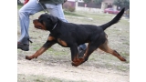 Rottweiler.  Ch. Oki Vom Haus Drazic.