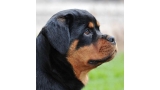 Rottweiler. Neli Winner Civi.
