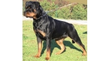 Rottweiler.  Ch. Ruby Miracle Rott.