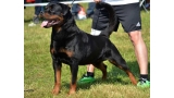 Rottweiler.  Ch. Marko De Breogan.