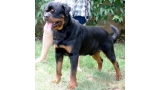 Rottweiler.  Ch. Dutch Zara Cro Rott.
